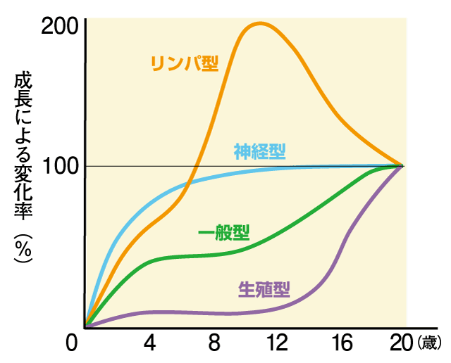スキャモンの発育曲線